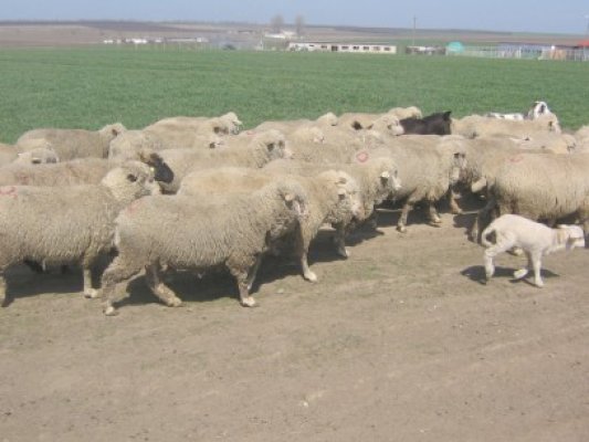 Cei doi Mitrenca din Cogealac au făcut prăpăd cu oile pe zeci de hectare şi au vandalizat un Audi A4